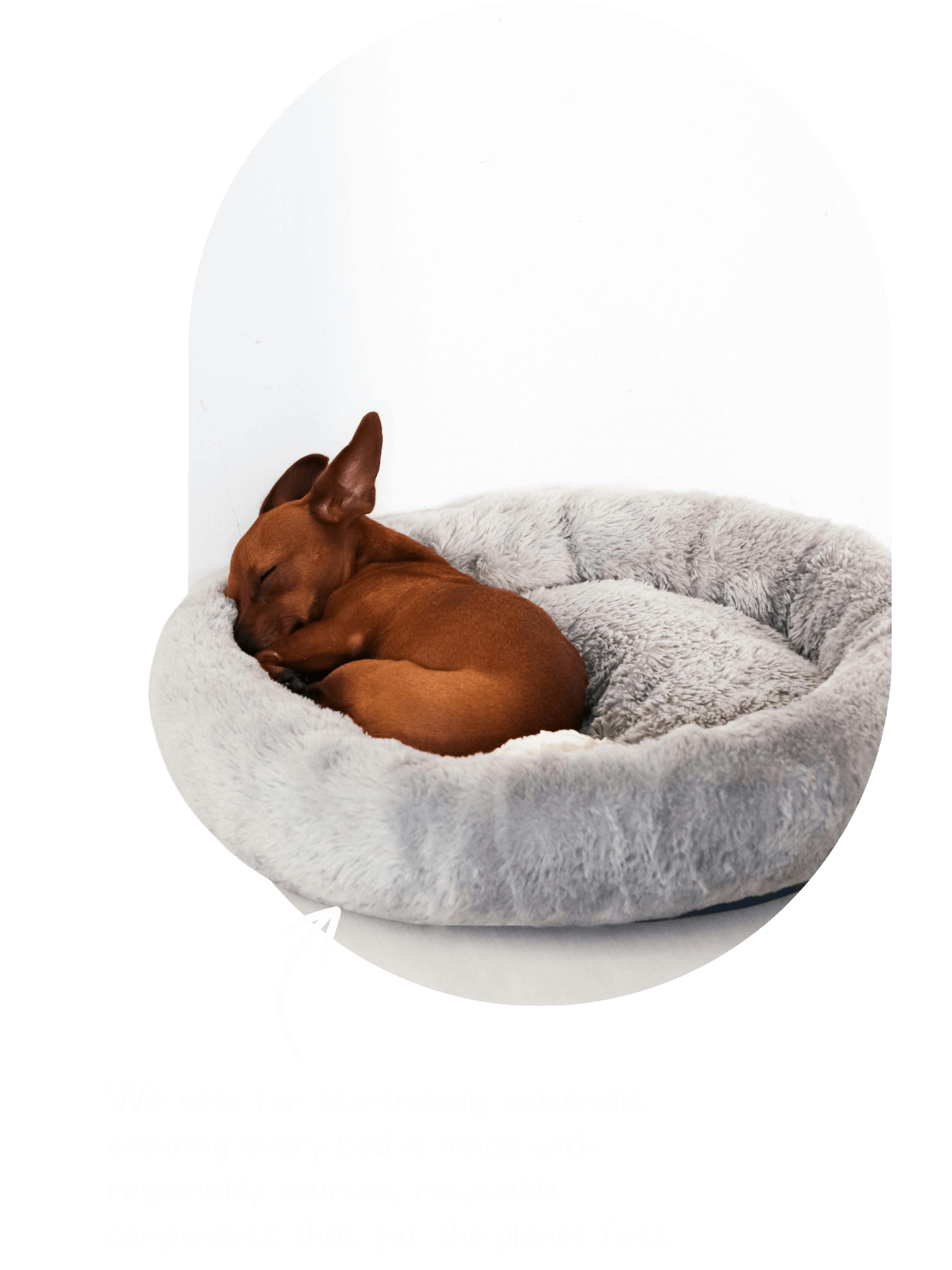 Dog right