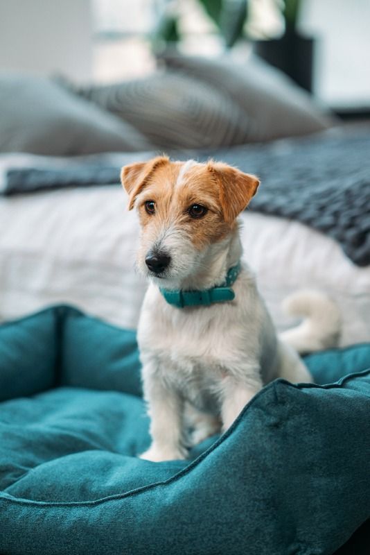 Soft Dog Bed